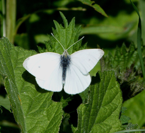 Small White Pieris rapae