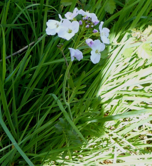 Cuckooflower Cardamine pratensis
