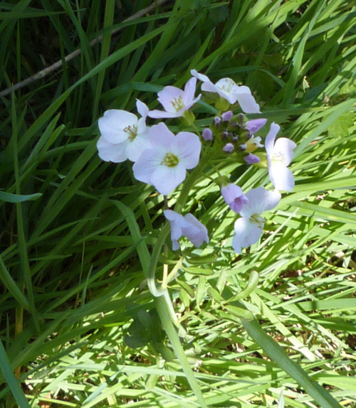 Cuckooflower Cardamine pratensis