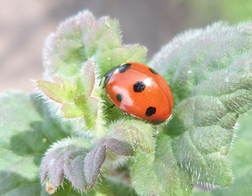 7-spot Ladybird Coccinella septempunctata