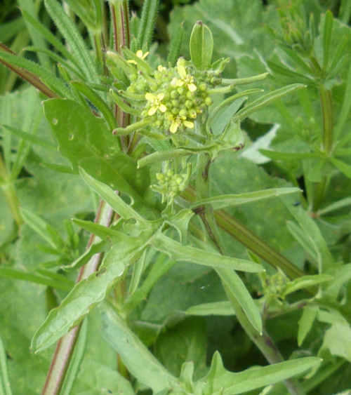 Hedge Mustard Sisymbrium officinale