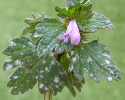 Cut-leaved Dead-nettle Lamium hybridum