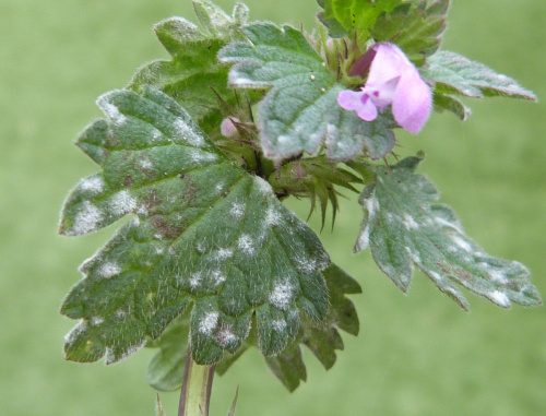 Cut-leaved Dead-nettle Lamium hybridum