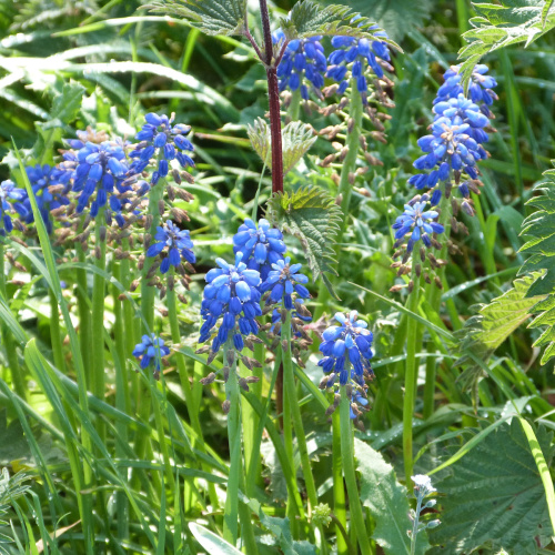 Garden Grape-hyacinth Muscari armeniacum