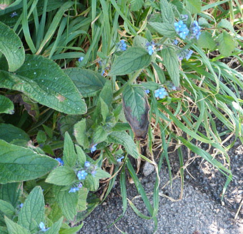 Green Alkanet Pentaglottis sempervirens