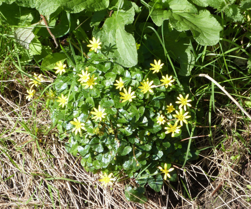 Lesser Celandine Ficaria verna