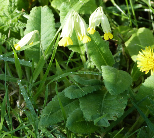 Cowslip Primula veris