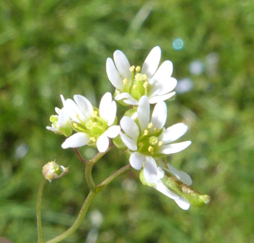 Common Whitlowgrass Erophila verna
