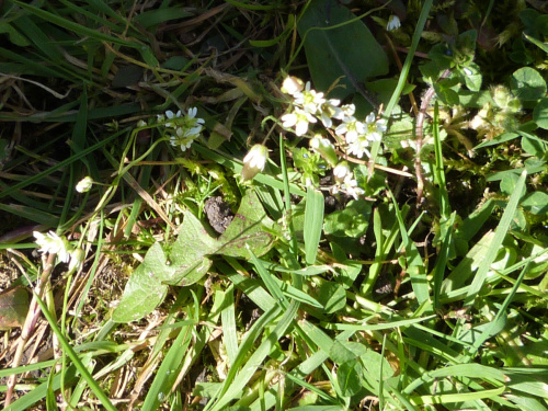 Common Whitlowgrass Erophila verna