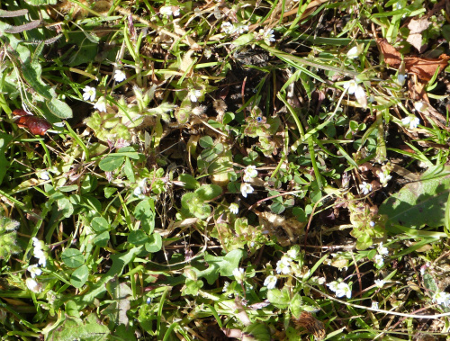 Common Whitlowgrass Erophila verna