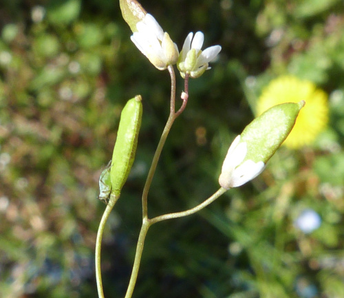 Common Whitlowgrass Erophila verna