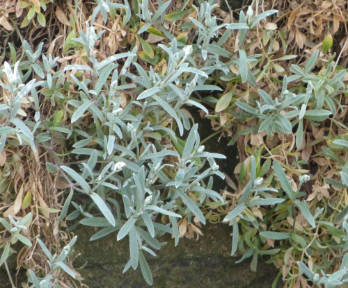 Snow-in-summer Cerastium tomentosum