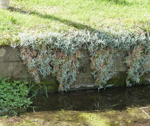 Snow-in-summer Cerastium tomentosum