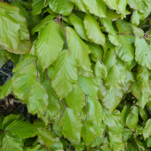 Beech Fagus sylvatica