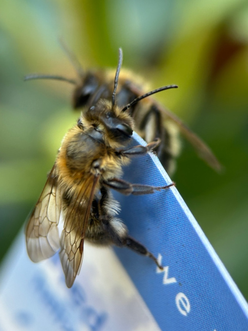 Chocolate Mining Bee Andrena scotica