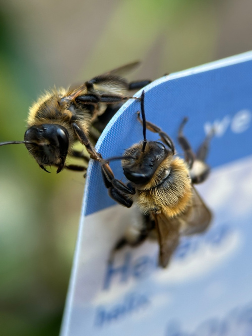Chocolate Mining Bee Andrena scotica
