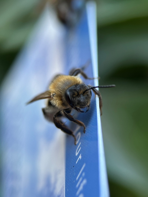 Chocolate Mining Bee Andrena scotica