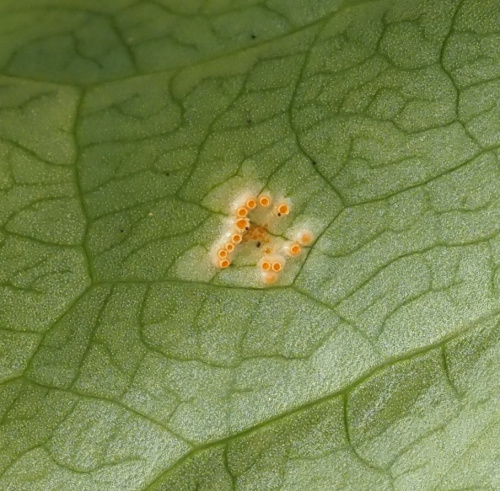 Arum Rust Puccinia sessilis
