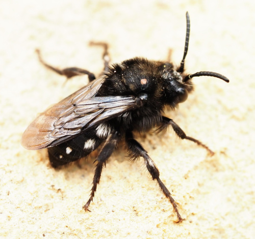 Common Mourning Bee Melecta albifrons