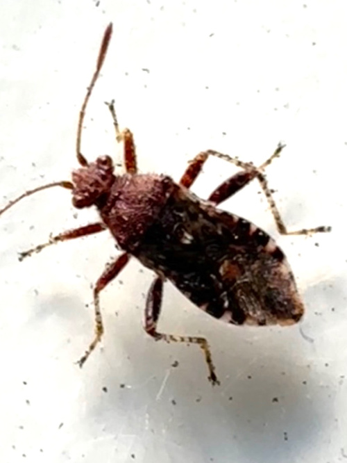  Rhopalus (Rhopalus) subrufus