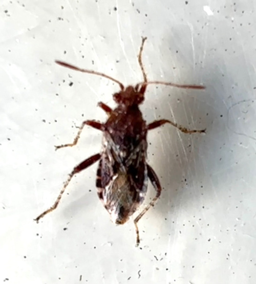  Rhopalus (Rhopalus) subrufus