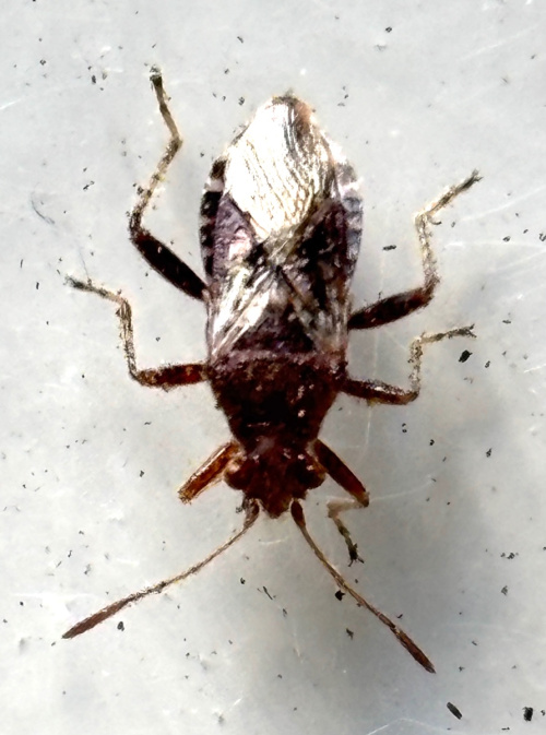  Rhopalus (Rhopalus) subrufus