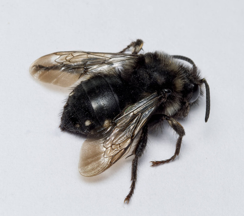 Common Mourning Bee Melecta albifrons