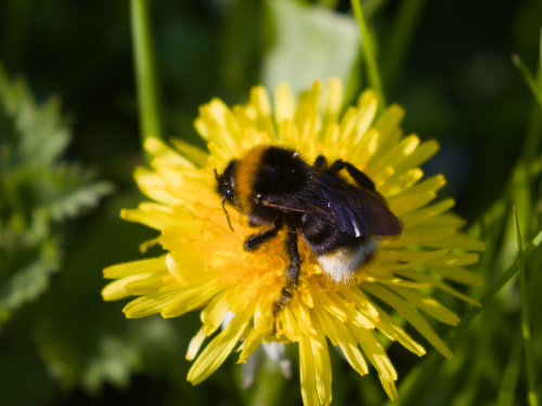 Vestal Cuckoo Bee Bombus vestalis