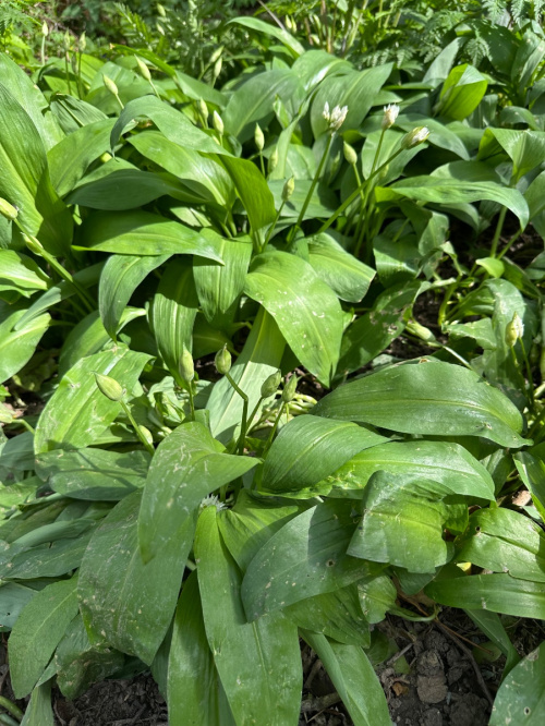 Ramsons Allium ursinum