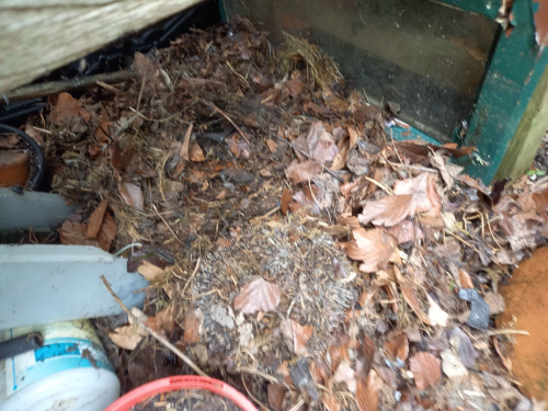 West European Hedgehog Erinaceus europaeus