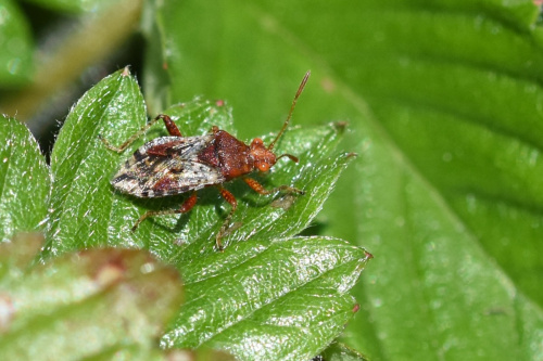  Rhopalus (Rhopalus) subrufus