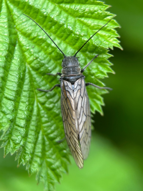 alderflies Megaloptera