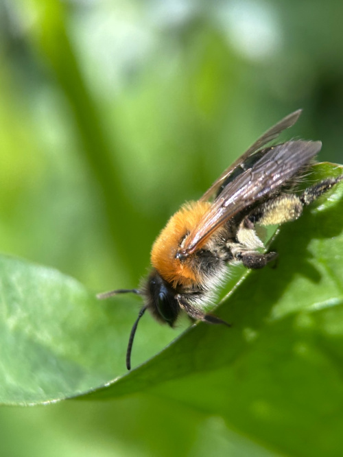 Grey-patched Mining Bee Andrena nitida