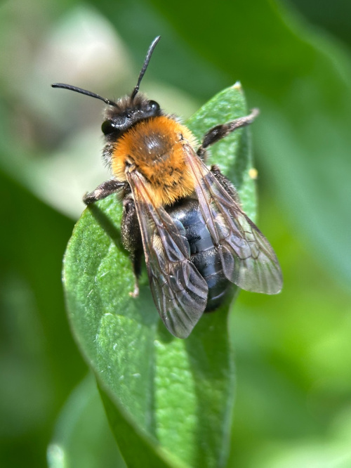 Grey-patched Mining Bee Andrena nitida