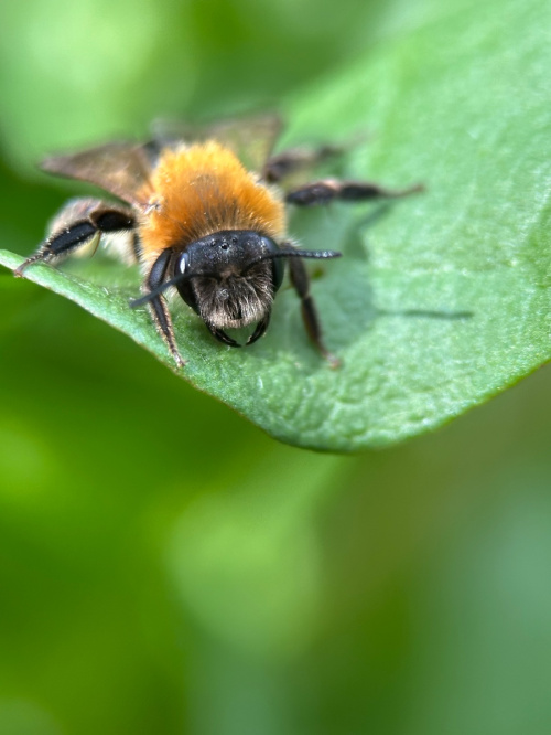Grey-patched Mining Bee Andrena nitida