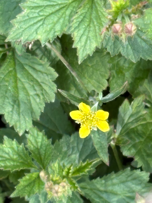 Herb Bennet Geum urbanum