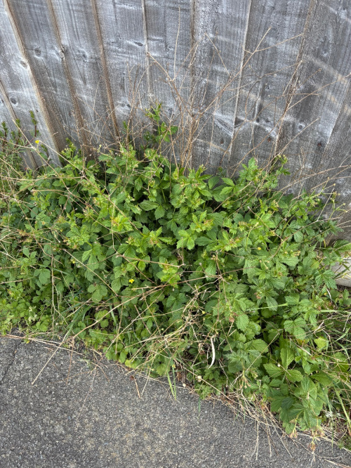 Herb Bennet Geum urbanum