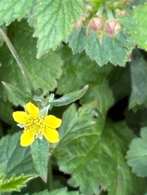 Herb Bennet Geum urbanum
