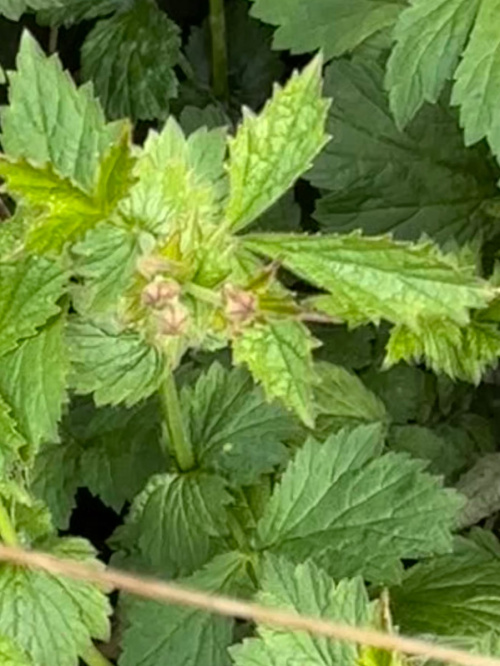 Herb Bennet Geum urbanum
