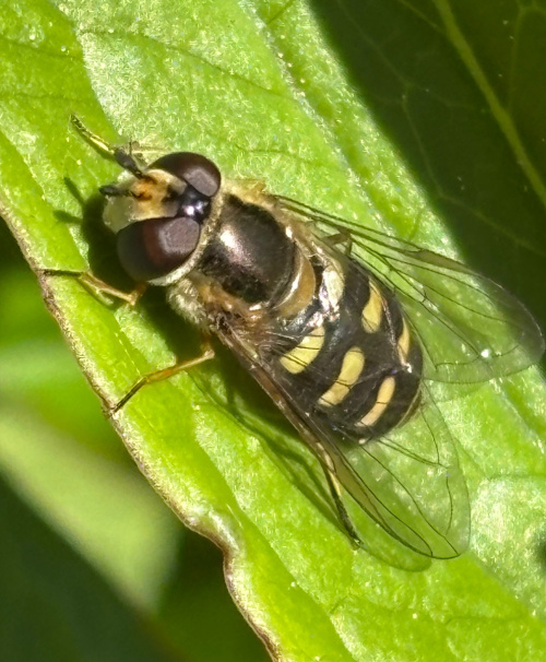  Eupeodes luniger