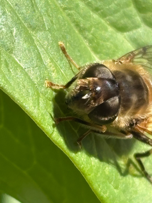  Eristalis pertinax