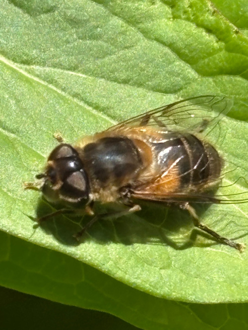  Eristalis pertinax