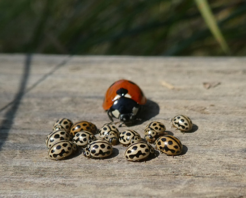16-spot Ladybird Tytthaspis sedecimpunctata