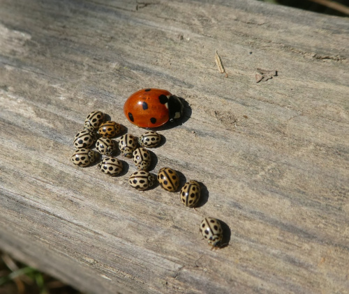 16-spot Ladybird Tytthaspis sedecimpunctata