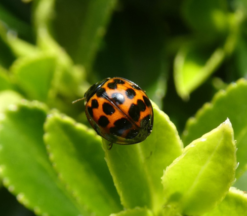 Harlequin Ladybird Harmonia axyridis