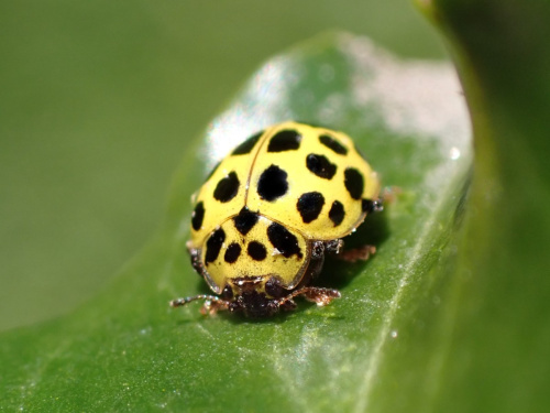 22-spot Ladybird Psyllobora vigintiduopunctata