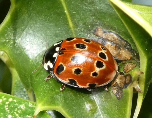 Eyed Ladybird Anatis ocellata