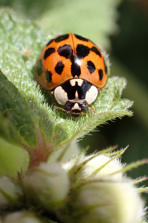 Harlequin Ladybird Harmonia axyridis