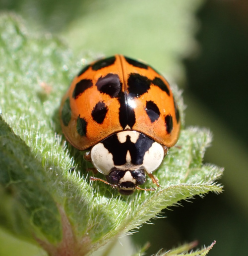 Harlequin Ladybird Harmonia axyridis