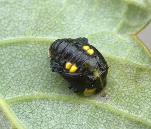 Orange Ladybird Halyzia sedecimguttata